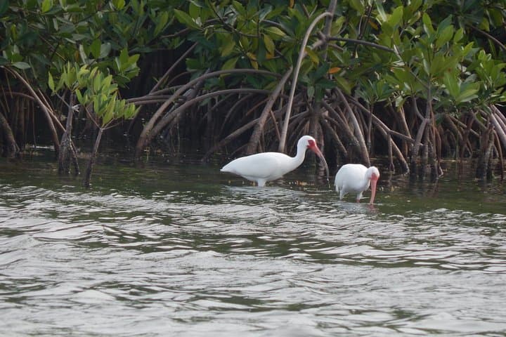 Sunset Mangrove & Wildlife Boat Tour: Nichupté Lagoon from the Riviera Maya photo 4