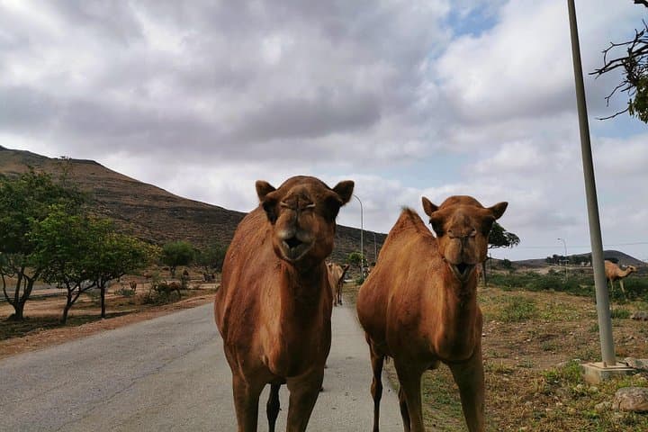 Half-Day West Salalah: Al Mughsail Blowholes, White Beach & Frankincense Trees photo 4