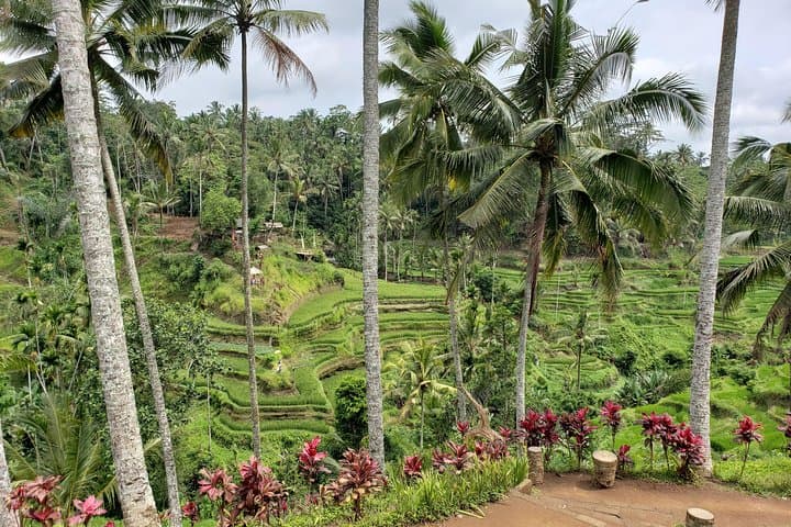 Ubud Private Tour: Full-Day Ubud Highlights — Monkey Forest, Rice Terraces & Waterfall