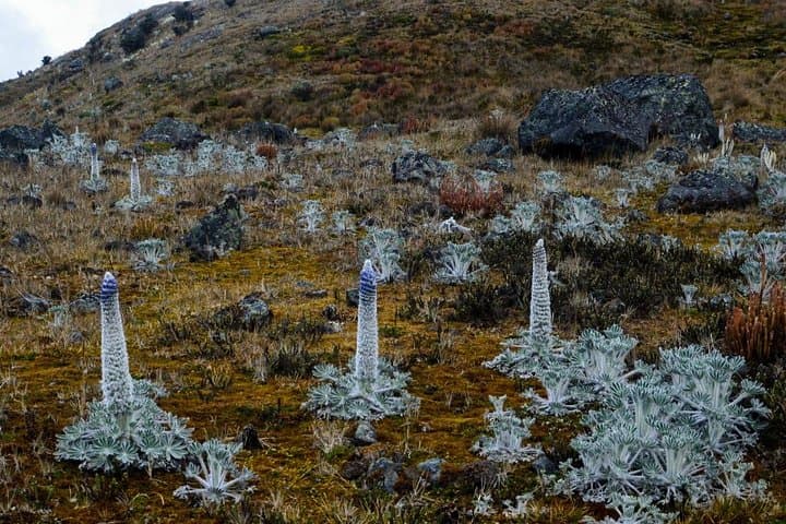 Laguna Verde Pass: High-Paramo Hike and Mountain Refuge Lunch photo 3