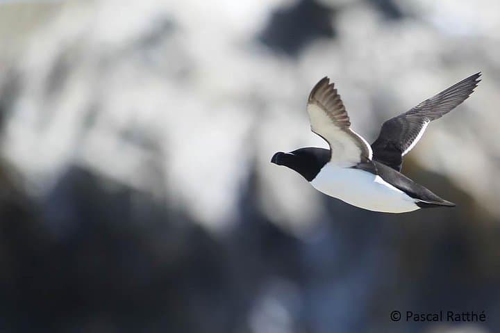 Razorbills & Seabird Cruise: Meet 1,000 'Little Penguins' from Quebec City photo 2