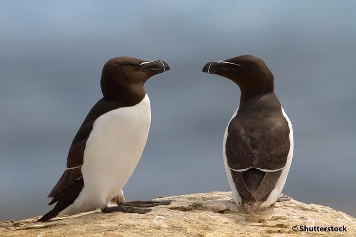 Razorbills & Seabird Cruise: Meet 1,000 'Little Penguins' from Quebec City photo 3