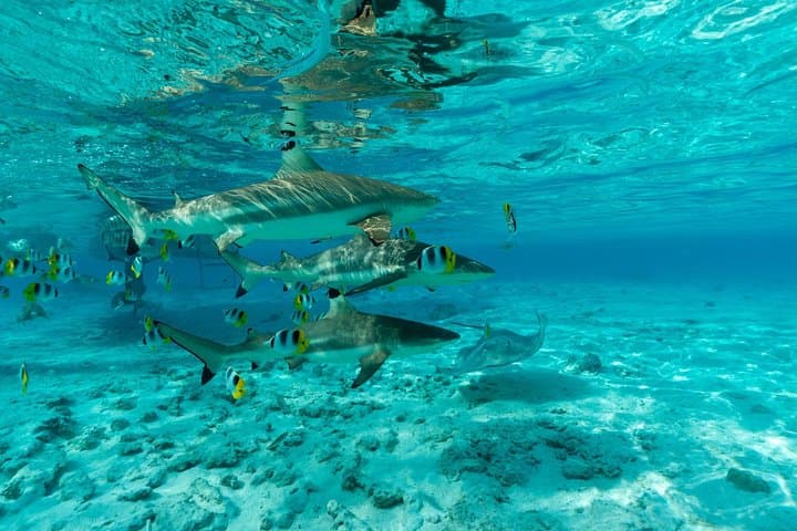 Private Bora Bora Lagoon Tour: Snorkel Rays & Sharks on a Boat with Slide photo 3