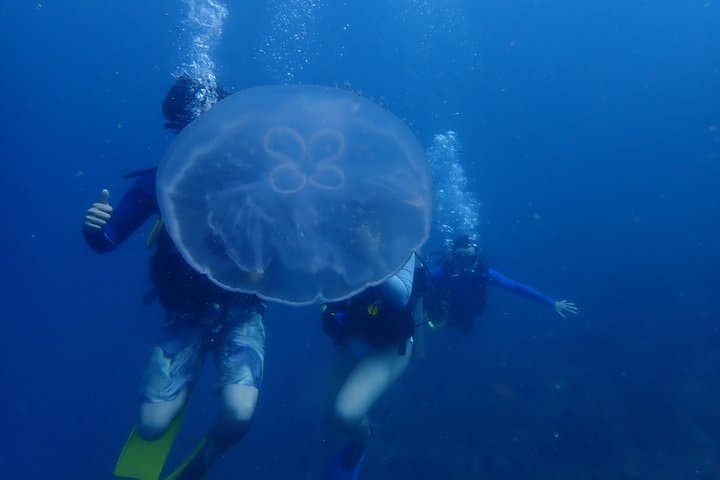 Cartagena Diving Departure: Two Reef & Wreck Dives for Certified Divers photo 2