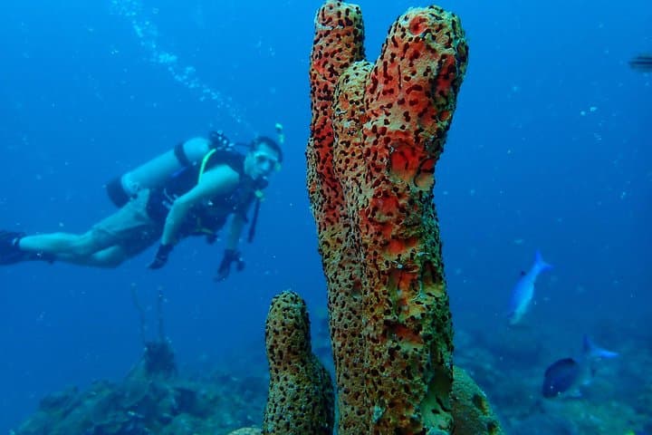 Cartagena Diving Departure: Two Reef & Wreck Dives for Certified Divers photo 5