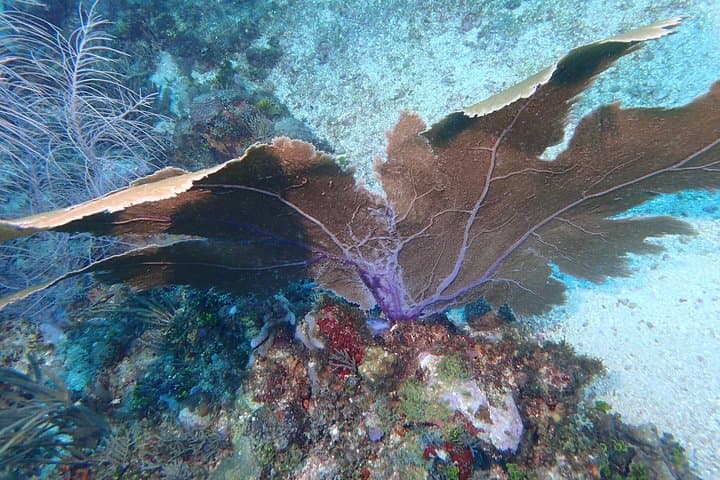 Cartagena Diving Departure: Two Reef & Wreck Dives for Certified Divers photo 6