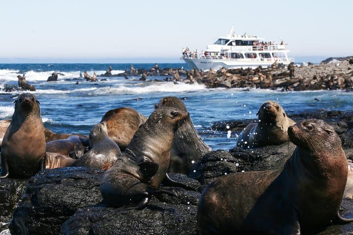 Phillip Island Seal-Watching Cruise to Seal Rocks: Up-Close Fur Seal Encounters