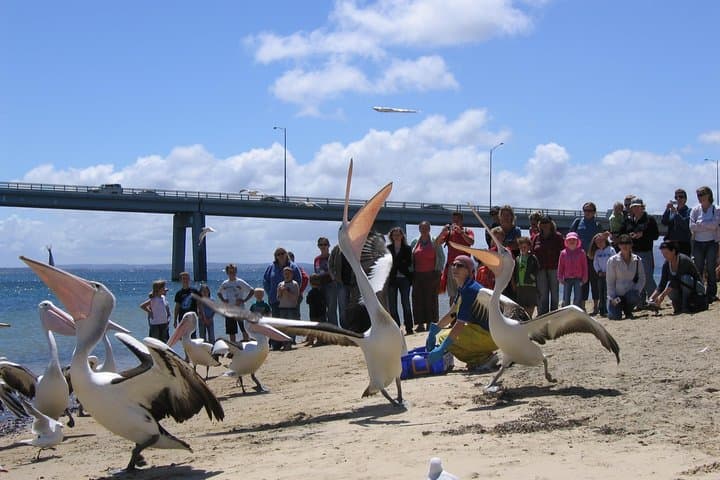Cape Woolamai Sightseeing Cruise from San Remo: Seals, Cliffs & Seabirds photo 6