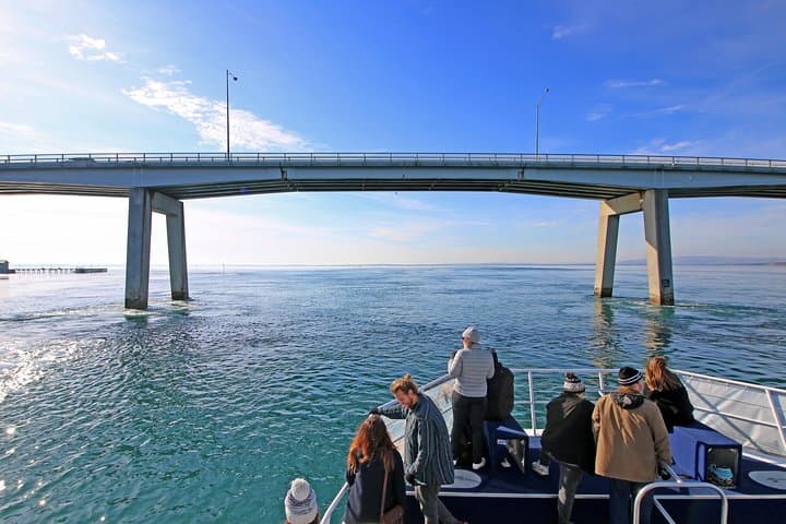 Cape Woolamai Sightseeing Cruise from San Remo: Seals, Cliffs & Seabirds photo 4