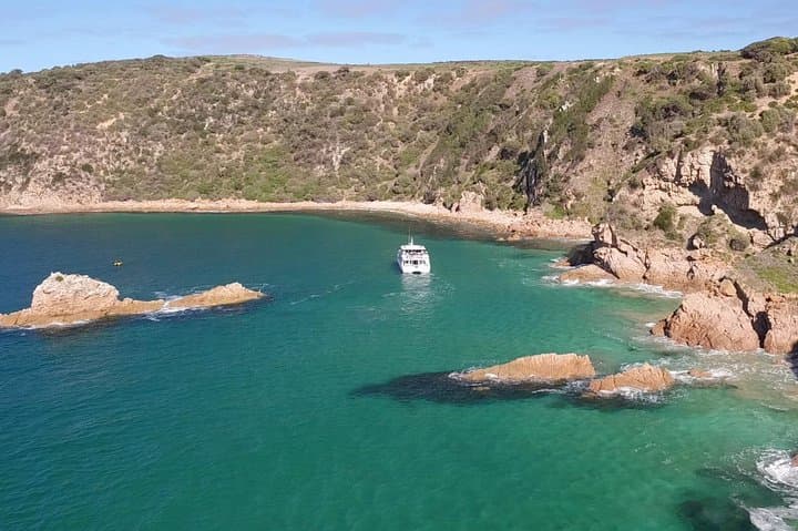 Cape Woolamai Sightseeing Cruise from San Remo: Seals, Cliffs & Seabirds photo 2