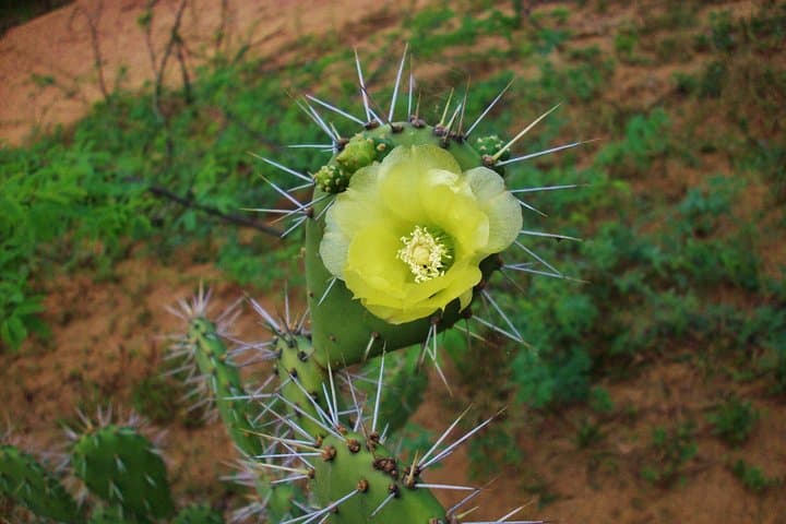 Native Expedition Through La Guajira Desert: Cabo de la Vela to Punta Gallinas photo 2