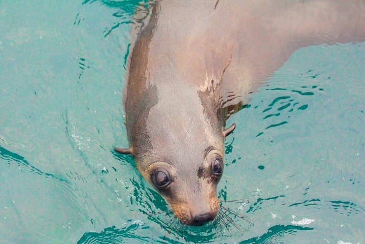 Wilsons Promontory Full-Day Cruise: Lighthouse, Skull Rock & Seal Sanctuary photo 3