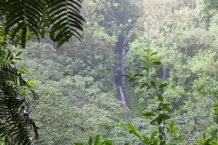 Manoa Falls Hike & Hanauma Bay Snorkel — One-Day Tropical Adventure in Oahu photo 2