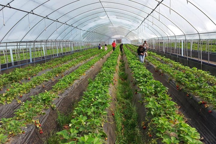 Private Tour: Organic Strawberry Farm, Nami Island & Petite France Day Trip from Seoul photo 2