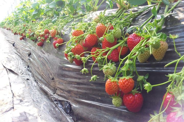 Private Tour: Organic Strawberry Farm, Nami Island & Petite France Day Trip from Seoul photo 3