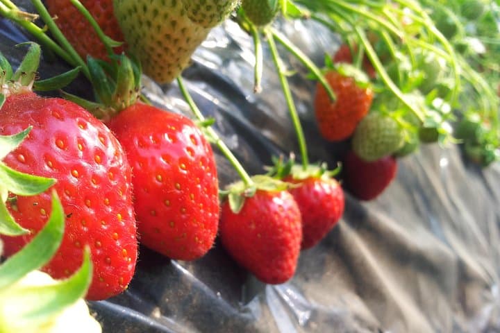 Private Tour: Organic Strawberry Farm, Nami Island & Petite France Day Trip from Seoul photo 6