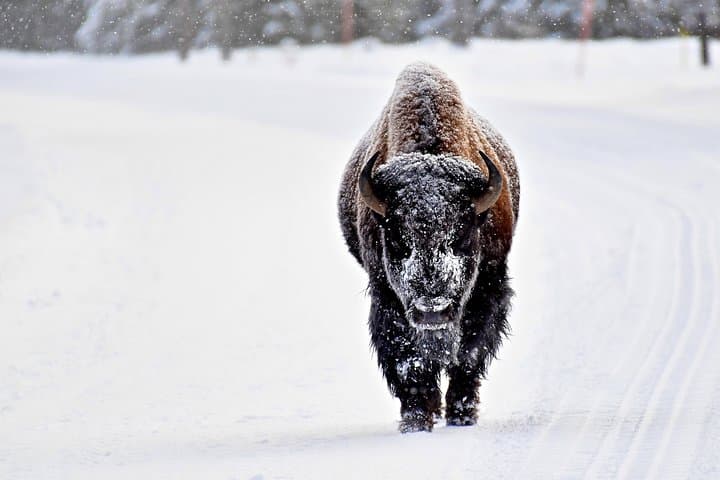 Winter Wolf Watching and Wildlife Safari in Yellowstone’s Lamar Valley