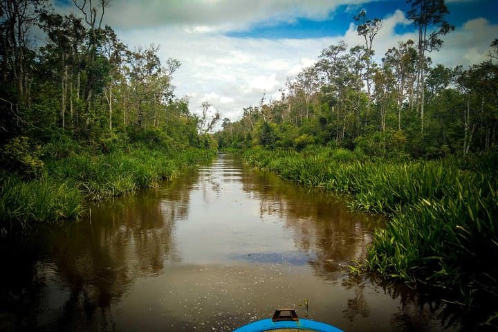 4-Day Private Orangutan & Bornean Primates Kelotok Tour from Pangkalan Bun photo 2