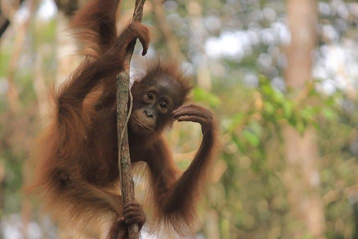 Kelotok River Cruise to Camp Leakey: 3-Day Orangutan Adventure in Tanjung Puting photo 4
