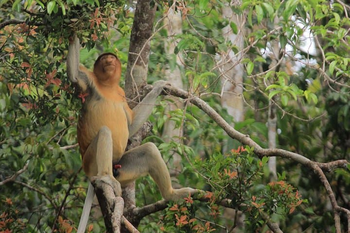 Kelotok River Cruise to Camp Leakey: 3-Day Orangutan Adventure in Tanjung Puting photo 5