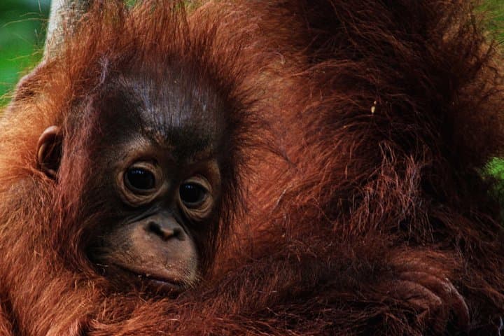 Kelotok River Cruise to Camp Leakey: 3-Day Orangutan Adventure in Tanjung Puting photo 6