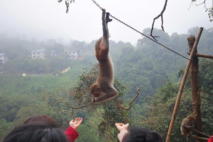 On Monkey Hill