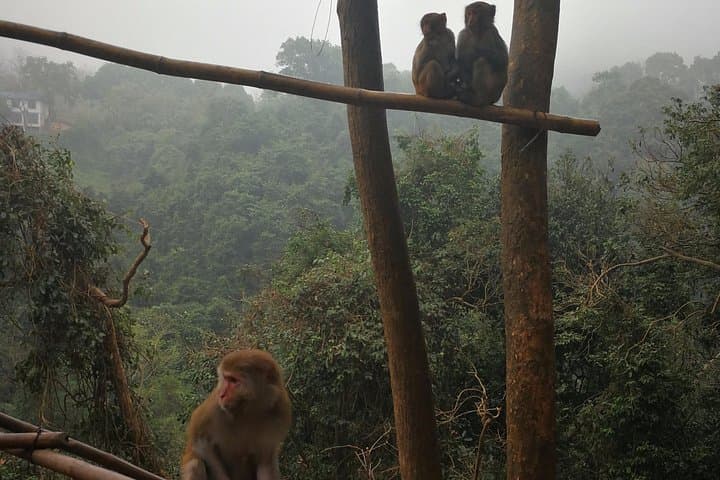 Hike Monkey Hill at Longhushan Nature Reserve — Close Encounters with Wild Monkeys near Nanning photo 2