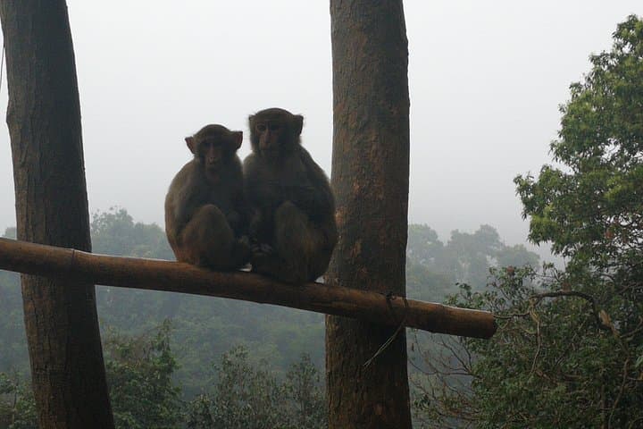 Hike Monkey Hill at Longhushan Nature Reserve — Close Encounters with Wild Monkeys near Nanning photo 3