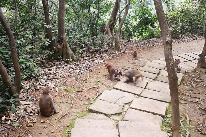 Hike Monkey Hill at Longhushan Nature Reserve — Close Encounters with Wild Monkeys near Nanning photo 4