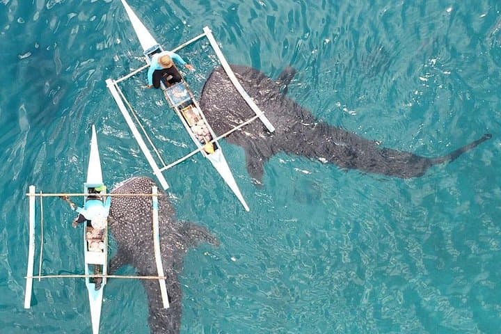 Oslob Whale Shark Watching, Aguinid Falls & Sumilon Island Day Trip from Cebu photo 6