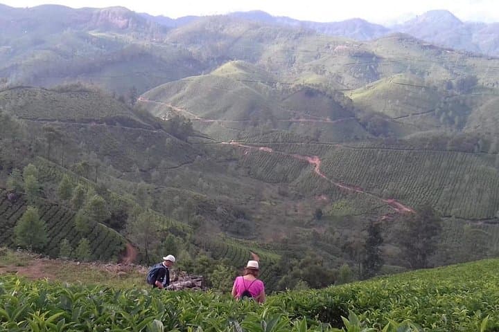 Munnar Mountain Hike and Tea-Plantation Sunset Escape photo 5