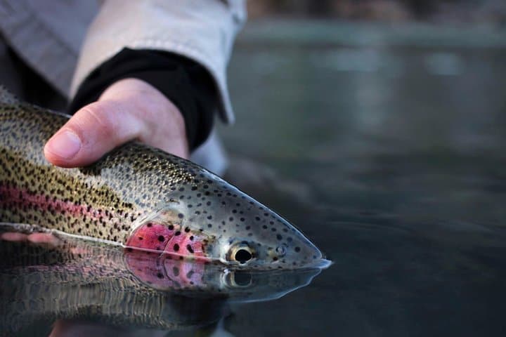 kenai-river-fishing-charter-heated-boat-salmon-trout photo 5