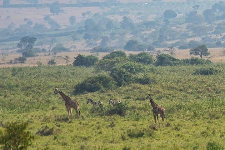 Akagera National Park Full-Day Safari from Kigali — Big Five Game Drive photo 3