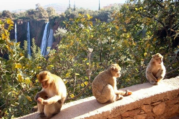 Full-Day Trip to Ouzoud Waterfalls from Marrakech — Hiking, Apes & Imi n’Ifri photo 3