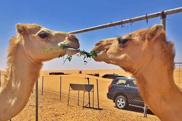 German-Speaking Safari Oman: Wahiba Sands & Wadi Bani Khalid Day Adventure photo 1