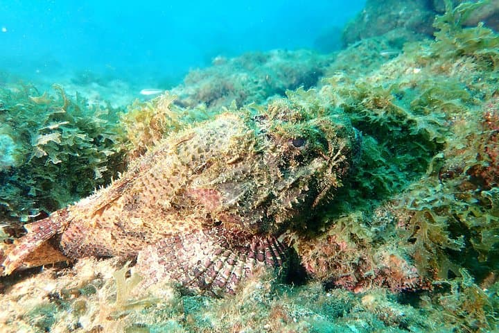 PADI Open Water Course in Cartagena — Certification and Baru Island Dives