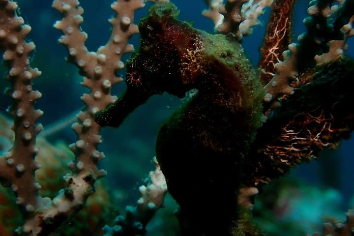 PADI Open Water Course in Cartagena — Certification and Baru Island Dives photo 5