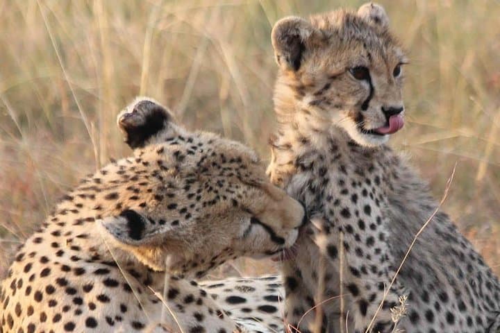 2-Day Lodge Safari to Lake Manyara & Ngorongoro Crater — Short Wildlife Safari from Arusha