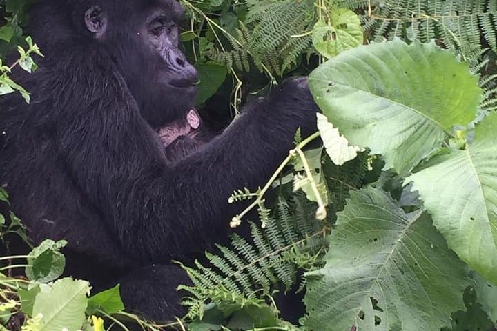 16-Day Uganda Wildlife Safari Holiday: Gorillas, Chimps & Murchison Falls photo 6