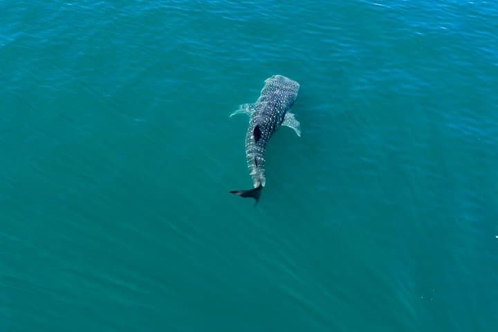 Swim with Whale Sharks in La Paz: Bay Snorkel Adventure photo 5