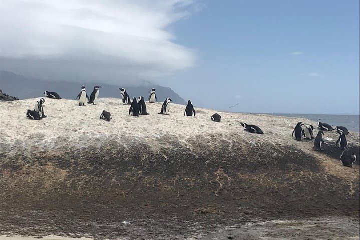 Penguin Encounter at Boulders Beach: Private Half-Day Tour from Cape Town