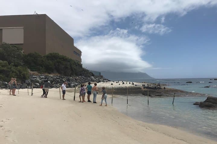 Penguin Encounter at Boulders Beach: Private Half-Day Tour from Cape Town photo 2