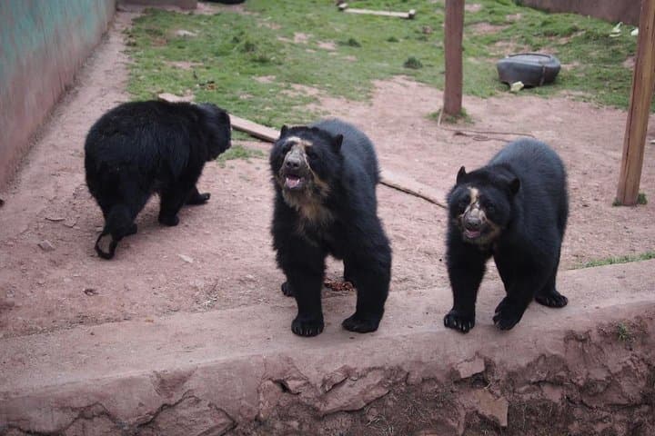 Cusco Animal Rescue Sanctuary: Visit, Volunteer, and Support Native Wildlife photo 2