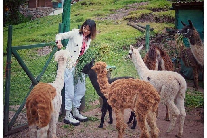 Cusco Animal Rescue Sanctuary: Visit, Volunteer, and Support Native Wildlife