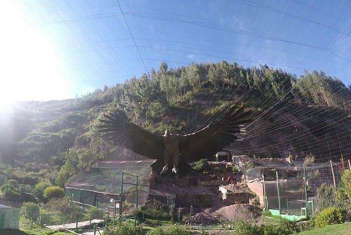 Cusco Animal Rescue Sanctuary: Visit, Volunteer, and Support Native Wildlife photo 3