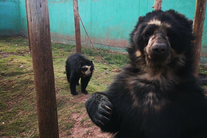Cusco Animal Rescue Sanctuary: Visit, Volunteer, and Support Native Wildlife photo 5