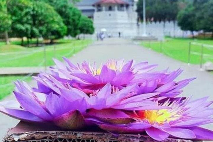 Kandy City Day Tour: Temple of the Tooth, Peradeniya Gardens & Cultural Highlights photo 2
