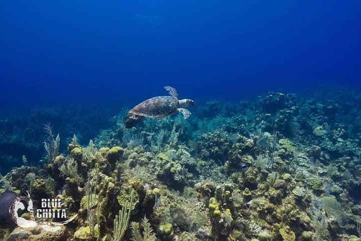 Introduction to Freediving in Eilat: Beginner Freediver Course & 20m Training photo 4