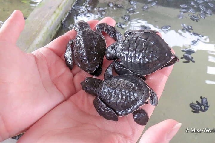 Galle Fort & South Coast Day Tour from Colombo: Forts, Turtles and River Madu photo 6