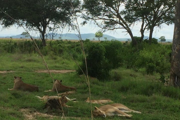 Mikumi Day Safari from Morogoro — Big Five & Hippo Viewing in One Day photo 3